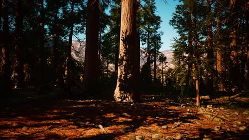 Famous Sequoia Park and Giant Sequoia Tree at Sunset