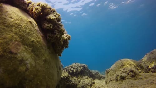 Among the Reefs of the Underwater Sea in Calabria Italy Sea