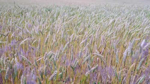 Grain Field Swaying Gently on a Bright Day