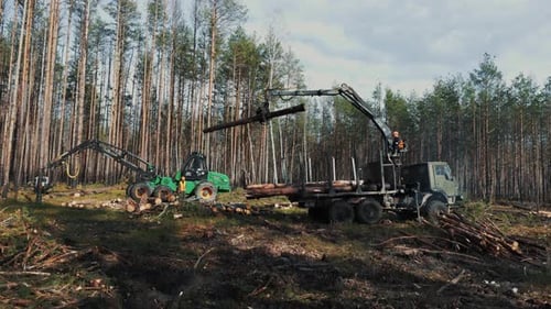A green forestry machine with a crane arm loads logs onto a flatbed truck