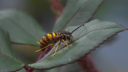 Queen Bee on Leaf