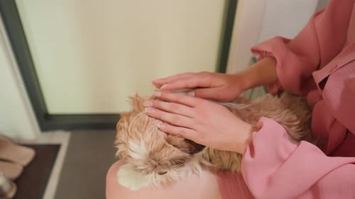 Woman Stroking Small Dog Lying On Her Lap