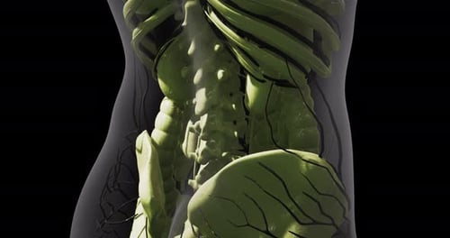 3D Human Lymphatic System and Spine Medical Animation