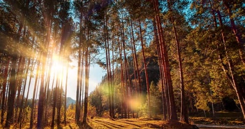 Mountain Evergreen Pine Tree Forest Time Lapse at the Summer or Autumn Time Wild Nature Clear Water