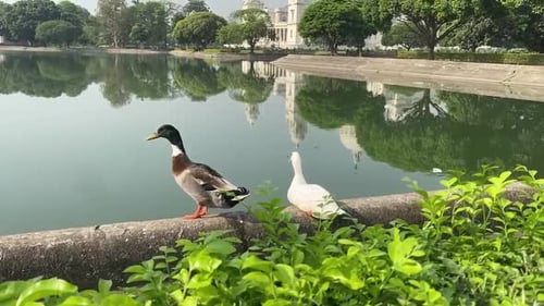 Victoria Memorial Kolkata with two ducks standing near the lake.