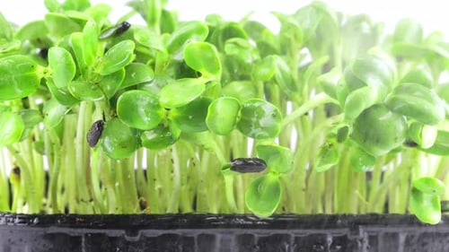 Arroser les plantules de micropousses d'hélianthus avec de petites gouttes d'eau. Ralenti.