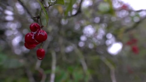 Red fruit on branch covered in rain water