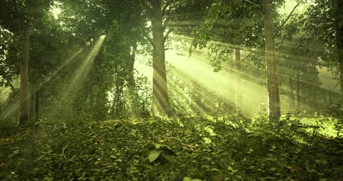 Sunlight Filters Through Trees in a Serene Forest Setting During Morning Hours
