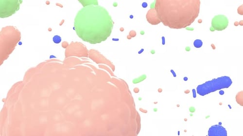 Color Bacteria Colony Microbes Inside Human Gut Lactobacillus in Human Intestine