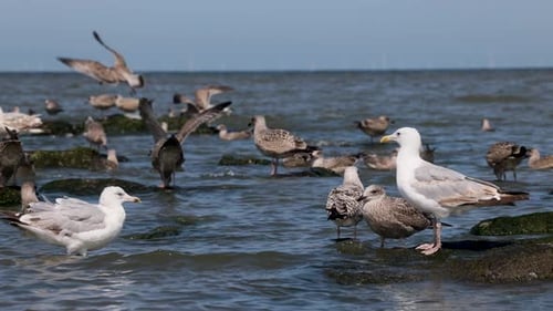 The video shows a group of seagulls by the sea standing on rocks and wading in the water.