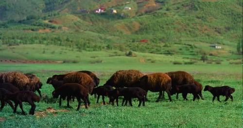 A flock of black sheep walks with their young
