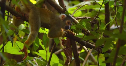 A black-capped squirrel monkey pauses to rest on a tree branch, captured in stunning close-up in Per