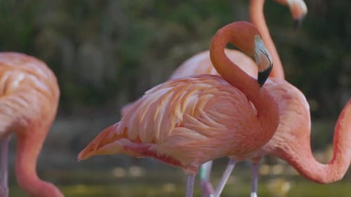 Pink Flamingos Close Up