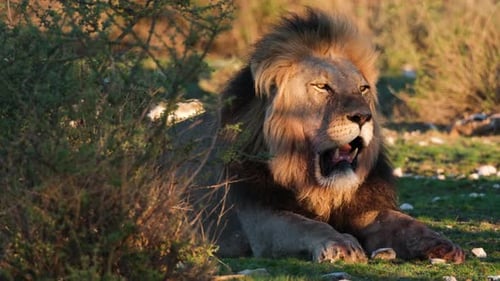 African Lion Resting - Close Up