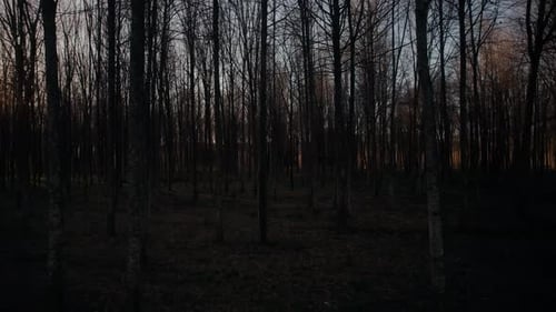 Mystic Forest Trees at Night