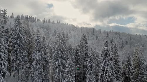 Scenic Aerial View of Winter Forest with Pine Trees Covered in Snow on Mountain Hills Under Cloudy
