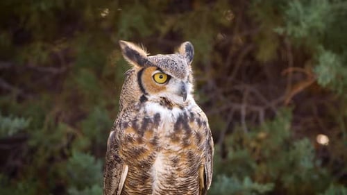 Great Horned Owl Perched in Natural Habitat