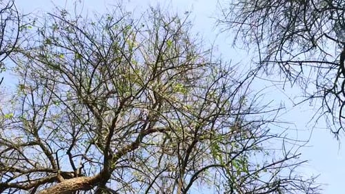 Video über große alte Bäume ohne Blätter, Äste, aber nicht trocken. Von unten nach oben, Blick auf den Himmel hinter dem Ast