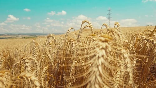 Wheat Field