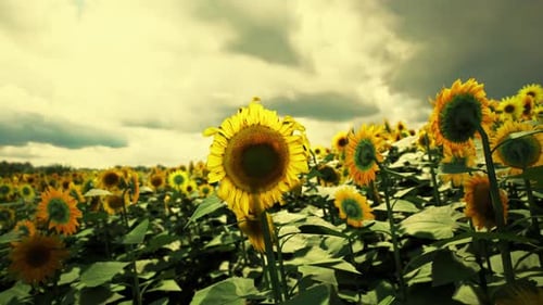 Sunflower Field Under Cloudy Skies at Midday with Vibrant Yellow Blooms