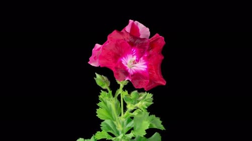 Beautiful Red and White Geranium Flower Blooming