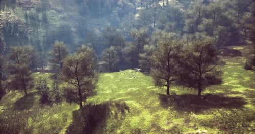 Lush Green Landscape with Trees and Soft Sunlight in a Tranquil Valley