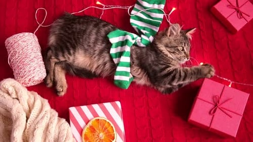 Playful Kitten with Gifts and Christmas Decorations
