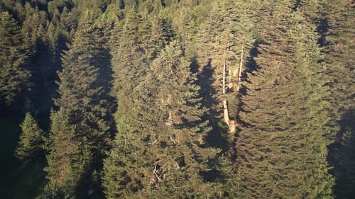 Aerial Pine Forest