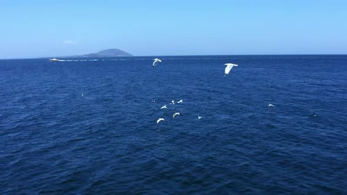 drone shot of seagulls flying over the sea. 4K.