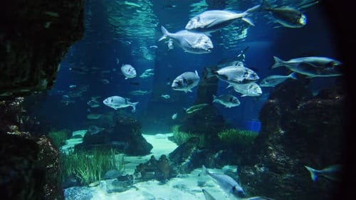 Tropische Fische im Aquarium