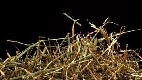 Hay Flies and Falls on a Black Background Filmed on a Highspeed Camera at 1000 Fps