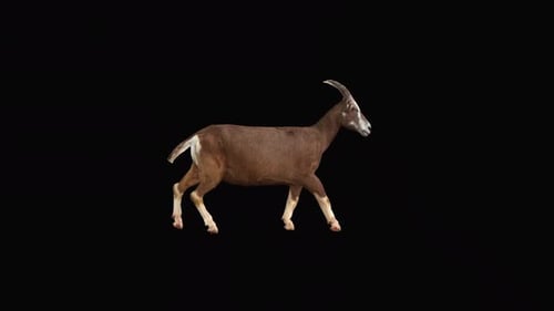 Walking Goat Isolated on Black Background