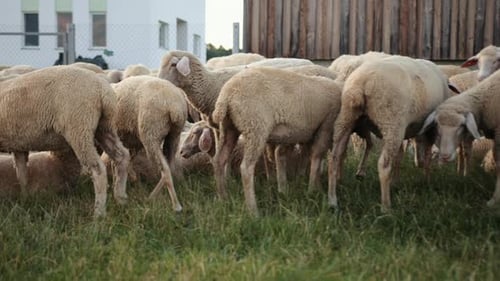 Konzept Ökonomie Landwirtschaft Schafzucht Weidehaltung Merinoschafe Herde Widder