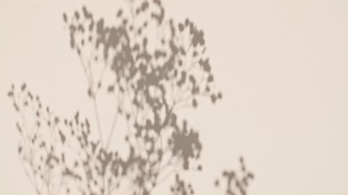 Plant Shadow on Wall, Abstract Background