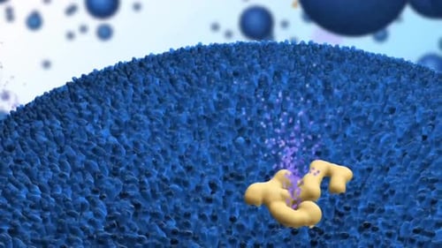 Cell membrane with protein transport across surface