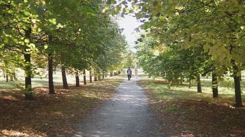 Person Walking Down Peaceful Path in Autumn Park