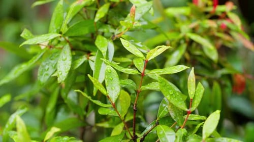 Fresh Green Leaves with Water Drops and Bokeh Background