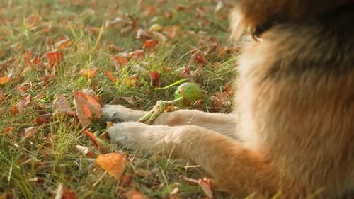 German Shepherd Dog Playing with a Toy in the Autumn Park Back View Purebred Dog Pet Walking in