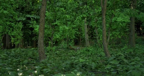 Lush Green Forest with Dense Foliage and Towering Trees in Daylight