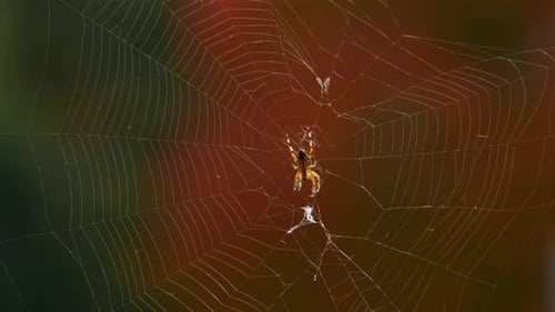Vancouver, Canada - A Tiny Spider Resting On Its Cobweb After A Long Tiring Day Looking For Food- Cl