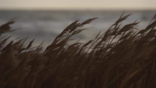 Windblown Reeds Sway on Coast Rough Sea Background Natural Wild and Raw Coastal Scenery with Stormy