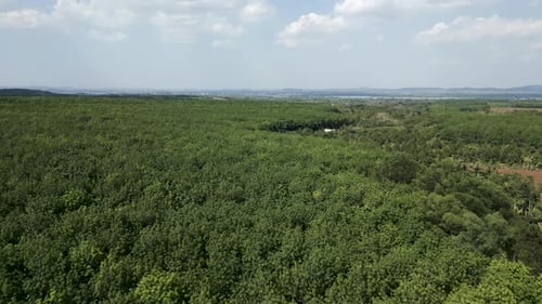 Large Lush Forest of Vietnam Bird's Eye View Above Forests and Mountains