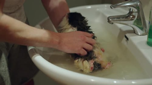 Slow Motion Shot of Unrecognizable Male Cleaning His Pet Guinea Pig at Home