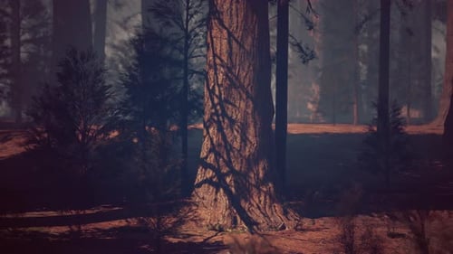 Majestic Sequoia Tree in Enchanting Forest