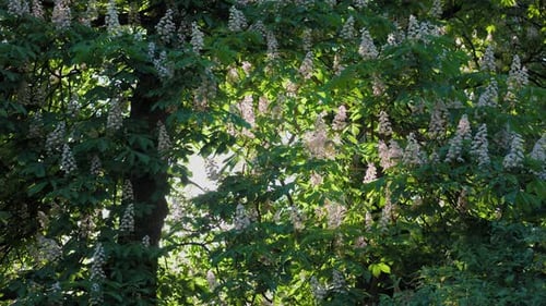 A beautiful chestnut tree blooms with white flowers. The sun breaks through the foliage.