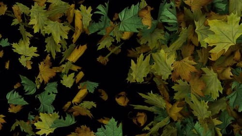 Dynamic Full Screen animated Autumn Leaves Transition From Side To Vertical