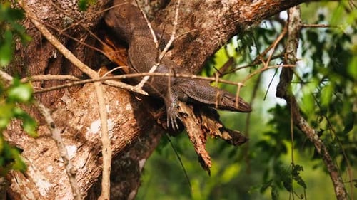 Bengalische Warane Varanus sitzt auf den Ästen eines Baumes im natürlichen Lebensraum Wildes Reptil in