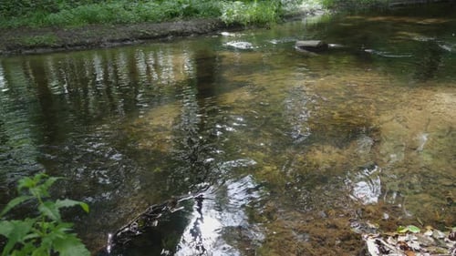 Sun rays reflect off the clear water of a forest stream. The forest river flows slowly