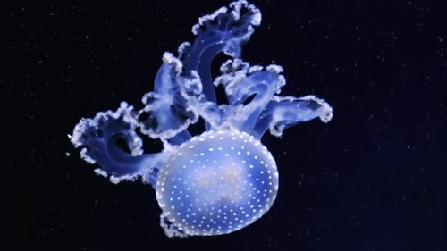 Glowing Jellyfish Swimming Underwater in the Dark
