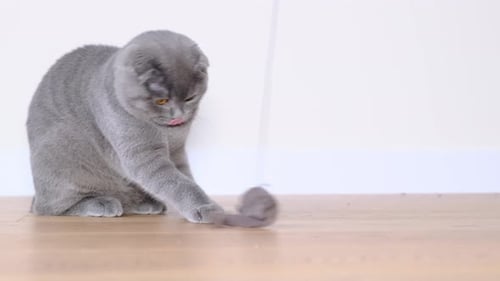 Gray Cat Playing With a Mouse Toy Indoors